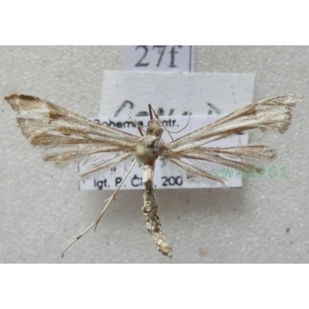 Platyptilia gonodactyla (Denis & Schiffermüller, 1775) Czech27f